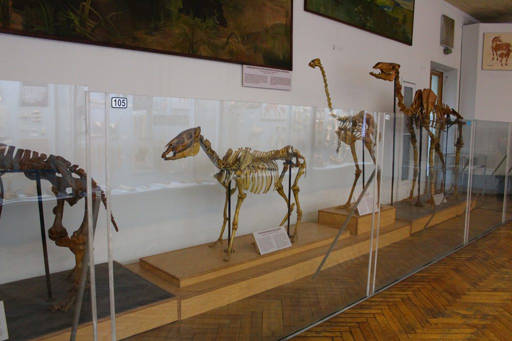 One of the best museums in Kyiv: National museum of natural history of Ukraine