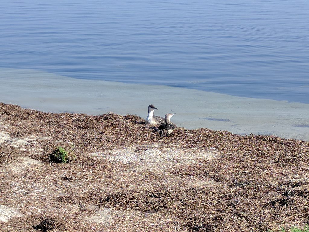 l'ile de Dzharylgac, Kherson region, Ukraine