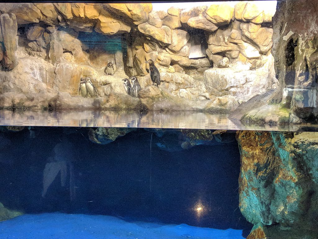 Барселона, аквариум