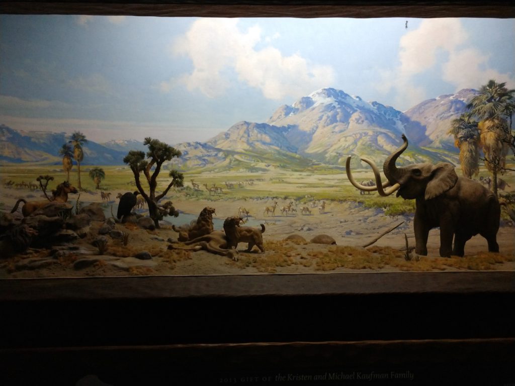 AMNH, American museum of natural history, New York, USA