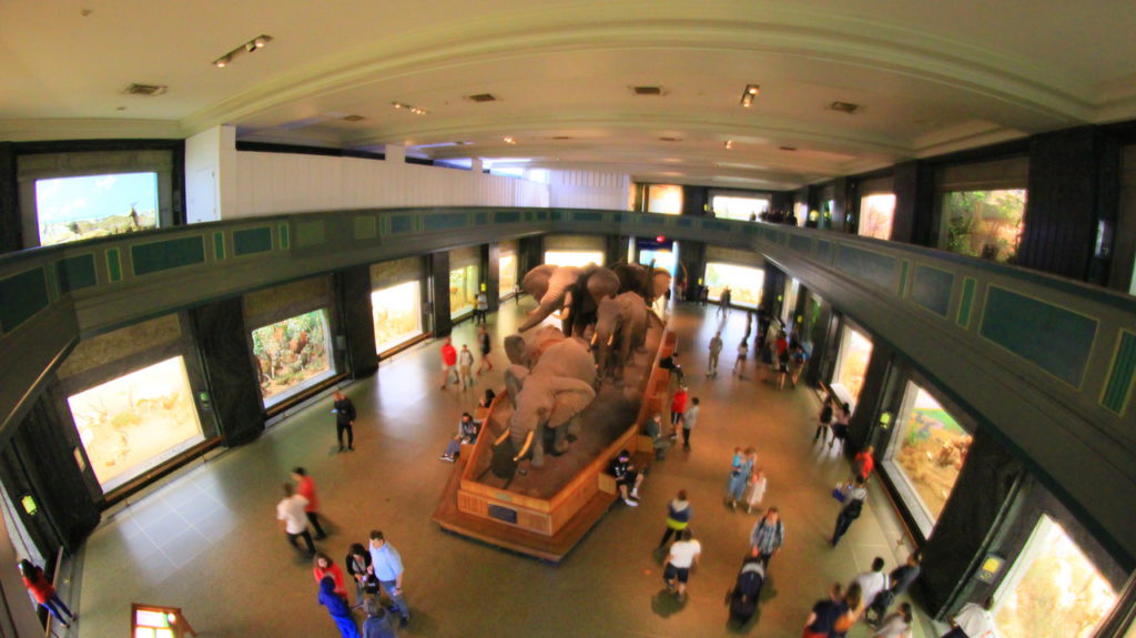 США, Нью-Йорк, Американский музей естественной истории